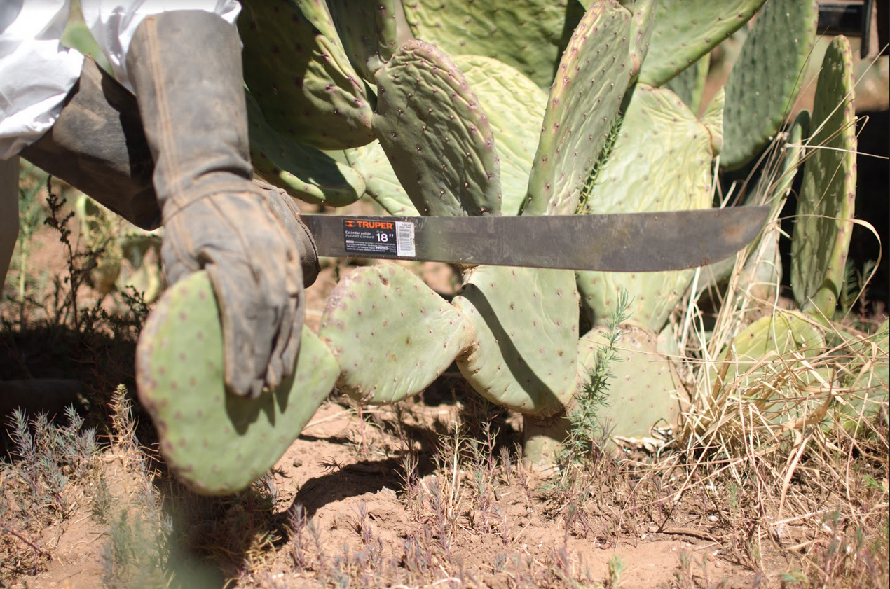 Cuir de cactus écoresponsable