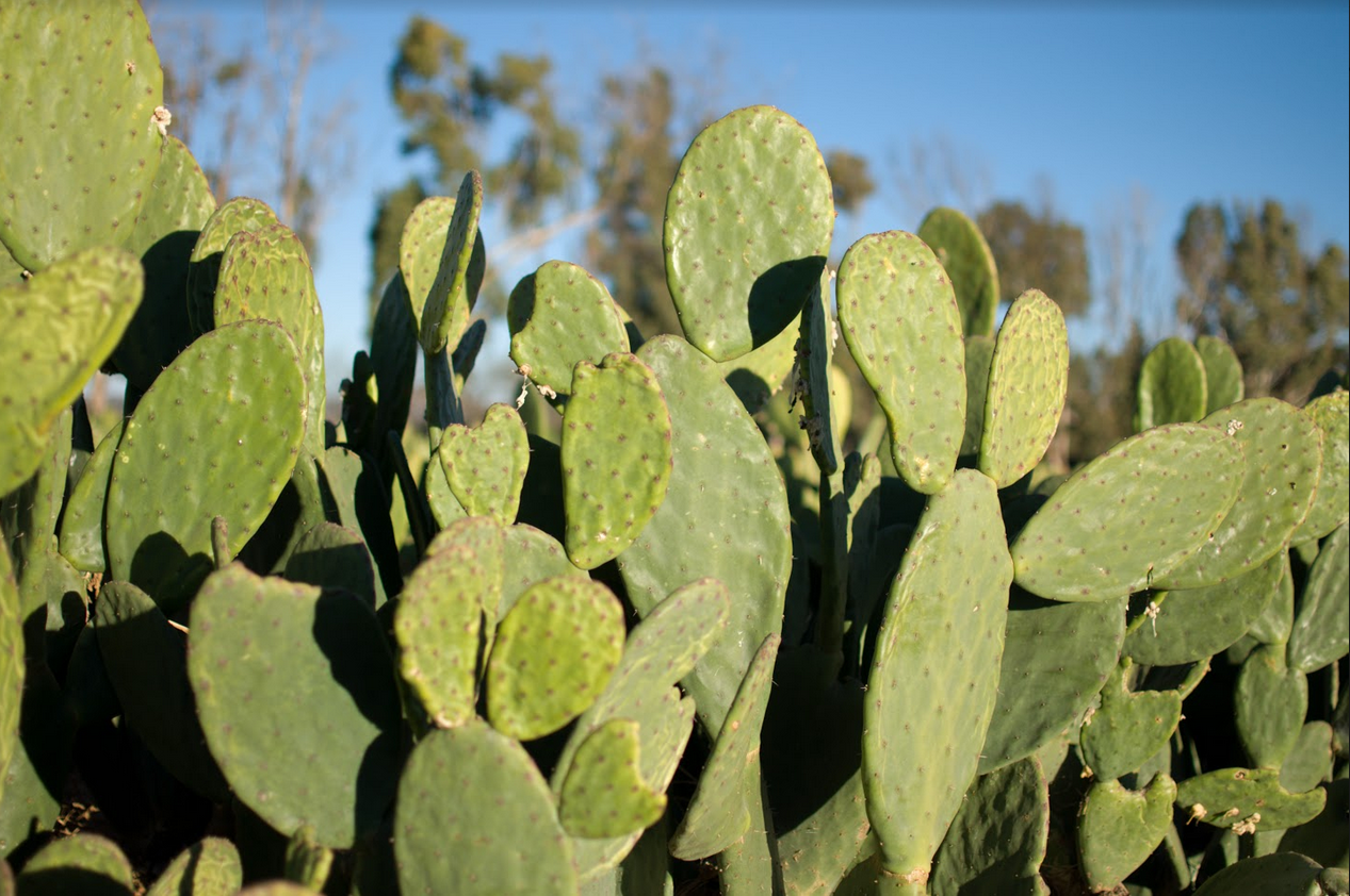 Cuir de cactus écoresponsable